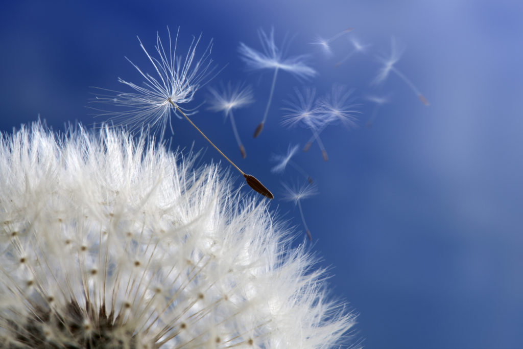 Thistle blowing against the bright blue sky 