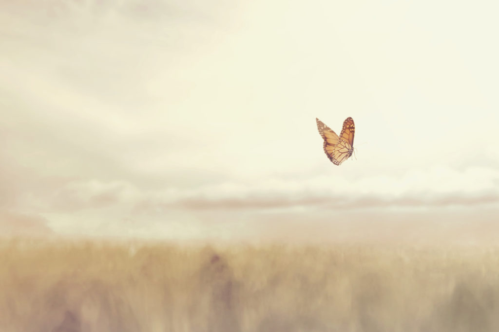 Butterfly soars over the meadow. Dreams of new beginnings