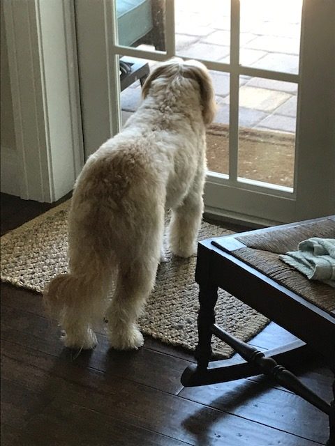 Abby the Labradoodle looking out window waiting for quarantine to end