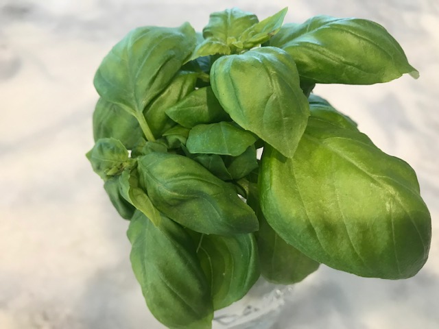 Basil from "Quarantine" Herb Garden